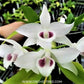 Dendrobium parishii var semi-alba Orchid Plant - BS