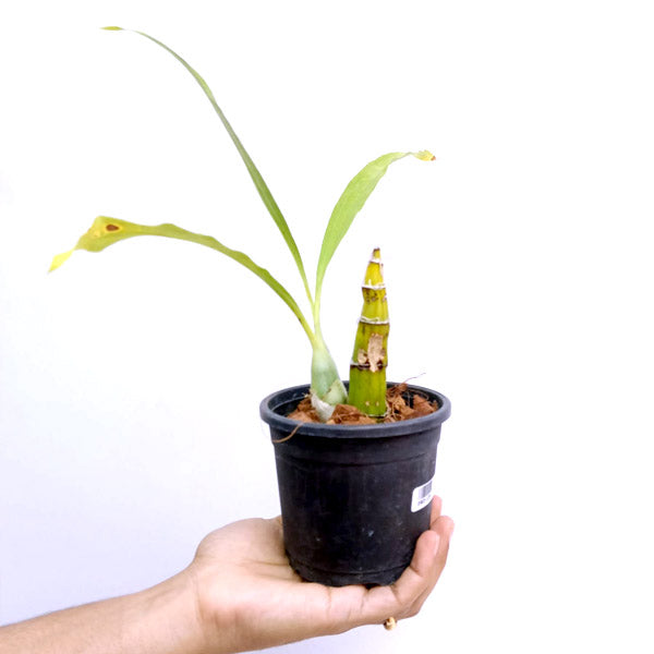 Clowesetum Penang Waltz - BS