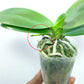 Phalaenopsis Red Peoker - FF - Buy Orchids Plants Online by Orchid-Tree.com