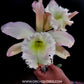 Cattleya Rlc.Duh's White 'Peppa Pig' Orchid Plant - BS