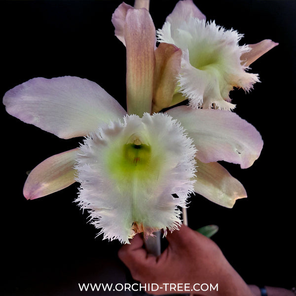 Cattleya Rlc.Duh's White 'Peppa Pig' Orchid Plant - BS