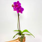 Phalaenopsis Pink Peonies - FF