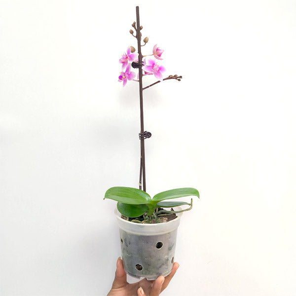 Phalaenopsis Pixie - FF