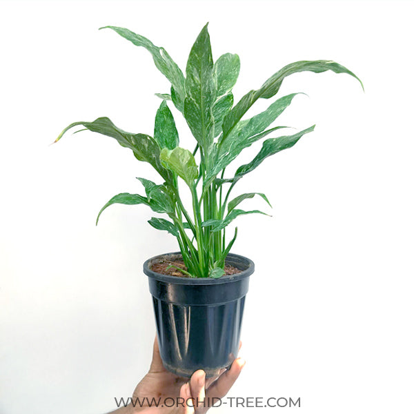 Spathiphyllum Variegated | Peace Lily