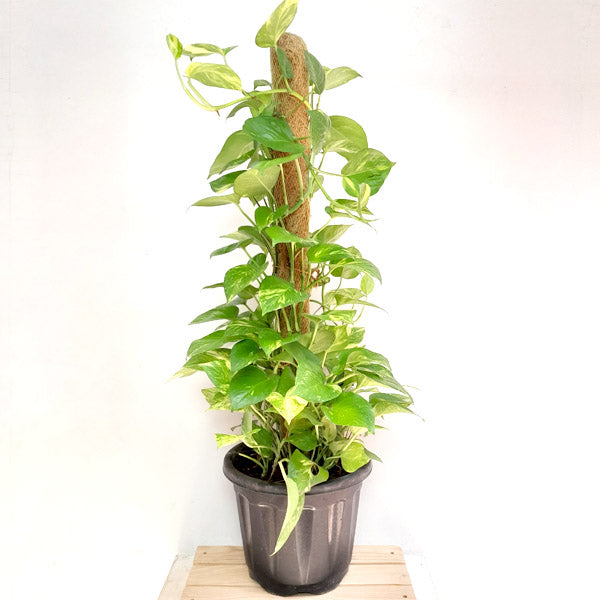 Money Plant | Golden Pothos - Big Plant