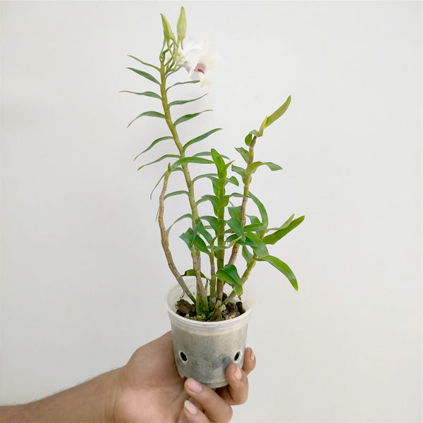 Dendrobium parthenium sp. - FF