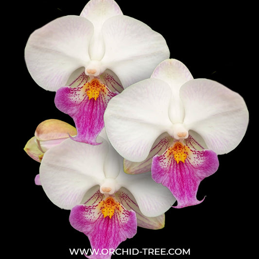 Phalaenopsis Pretty Heart - FF