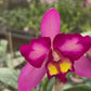 Cattleya Korn Lada Charming # 5 Wild Purple Orchid Plant - BS