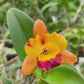 Cattleya (Rth.) Chomyong Fairy Orchid Plant - BS