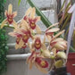 Cymbidium Pakkret Firestrom "Jerry" Orchid Plant - BS (Big Plant)