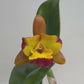 Cattleya (Rth.) Chomyong Fairy Orchid Plant - FF