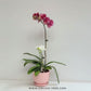 Eternal Love | Phalaenopsis Orchid Gift
