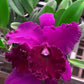 Cattleya Joao Antonio Nicole Velvet Orchid Plant - BS