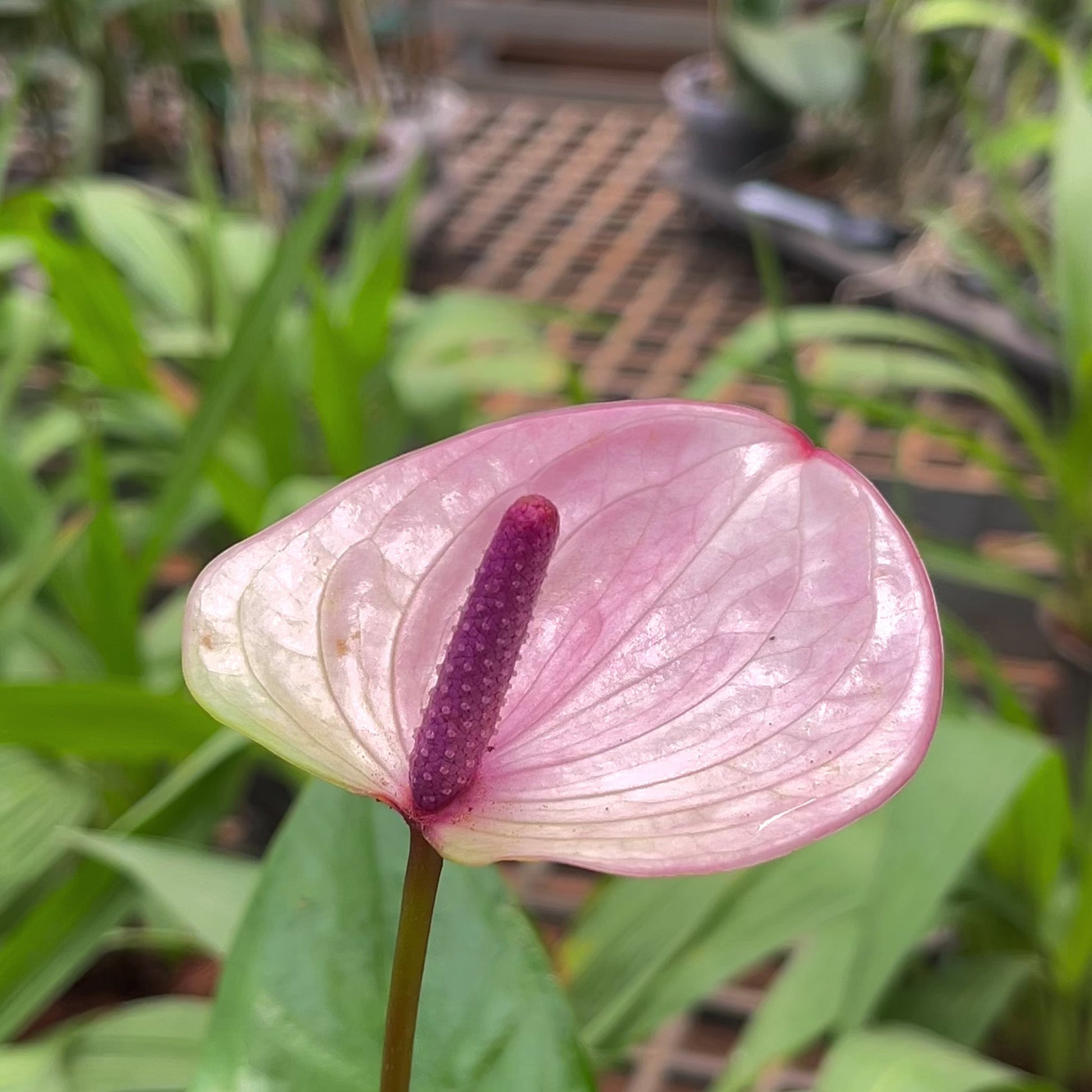 anthurium purple flower Anthurium Purple