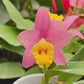 Cattleya (Sc.) Crystelle Smith 'N.R' - Orchid plant (Miniature) - BS