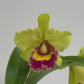 Cattleya (Blc.) Chunyeah 'Tzeng Wen' Orchid Plant - BS