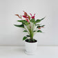 Ruby Elegance | Anthurium