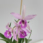 Cattleya (Bc) Maikai x (L.) anceps Orchid Plant - FF