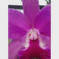 Cattleya (Ctt.) Porcia 'Canivasaro' x Yen Amethyst Orchid Plant - BS
