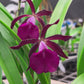 Encyleyvola Jairak Crimson Star Orchid Plant - FF
