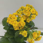 Kalanchoe | Flowering Plants