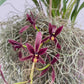 Cymbidium dayanum Red sp. Orchid Plant - BS