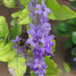 Petria Blue
