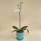 Snow Elegance | White Phalaenopsis Orchid Gift