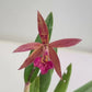 Cattleya (Bl.) Rustic Spots #3 Orchid Plant - FF