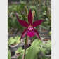 Cattleya (Lc.) Chocolate Drops X Encyclia phoenicea Orchid Plant - BS