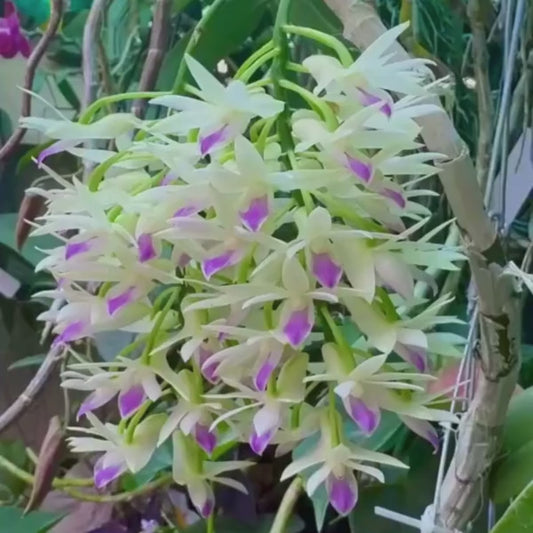 Dendrobium amethystoglossum sp. Orchid Plant - BS