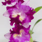 Cattleya (Lc.) Pink Pleat Orchid Plant - BS