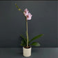 Pink Whisper | Phalaenopsis Orchid Gift