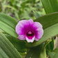 Dendrobium Yaya Victoria (Miniature) Orchid Plants - BS