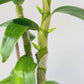 Dendrobium China Dream 'Crystal' Orchid Plant - FF