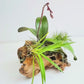 Drift Wood Mounted Display Of Orchid Plants - FF