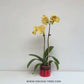 Red and Yellow Harmony | Phalaenopsis Orchid Gift