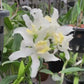 Cattleya Snow flakes Orchid Plant - BS