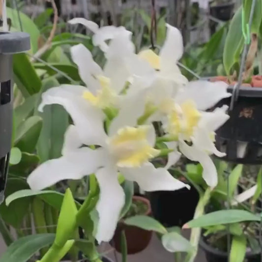 Cattleya Snow flakes Orchid Plant - BS