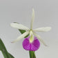 Cattleya (Bc.) Yuan Nan Star War Orchid Plant - BS