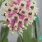 Dendrobium smillieae sp. Orchid Plant - BS
