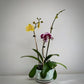 The Blushing Symphony | Phalaenopsis Orchid Gift