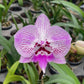 Phalaenopsis Fuller's Mask Stripe Orchid Plant - FF