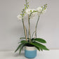 Snow Elegance | White Phalaenopsis Orchid Gift