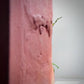 The Blushing Symphony | Phalaenopsis Orchid Gift