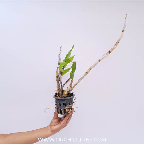 Dendrobium pulchellum sp. Orchid Plant - BS