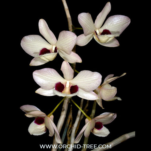 Dendrobium pulchellum sp. Orchid Plant - BS