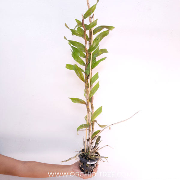 Dendrobium pulchellum sp. Orchid Plant - BS