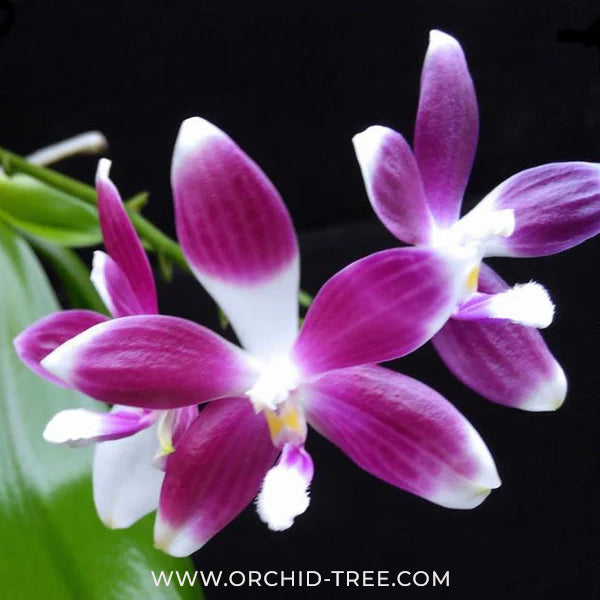 Phalaeonpsis speciosa Purple sp. Orchid Plant - MS - Buy Orchids Plants Online by Orchid-Tree.com