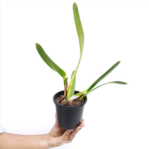 Cattleya (L.) purpurata X sib Orchid Plant - BS